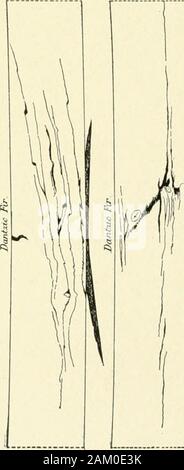 Cyclopedia von Architektur, Tischlerei und Gebäude: Ein allgemeines Nachschlagewerk. J:. Stockfoto
