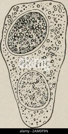 Diagnostische Methoden, chemische, bakteriologische und mikroskopischen, ein Lehrbuch für Studenten und Praktiker. Stockfoto