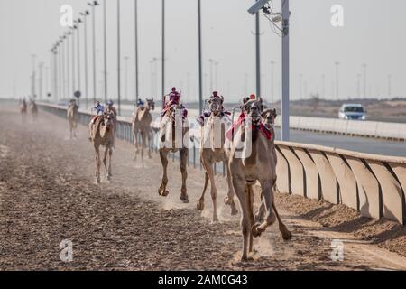 Camel Racing Dubai Al Marmoom Race Tack UAE Dubai November 2019 Stockfoto