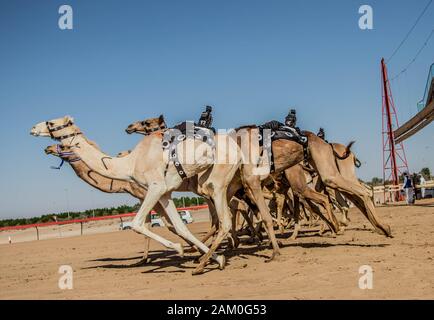 Camel Racing Dubai Al Marmoom Race Tack UAE Dubai November 2019 Stockfoto