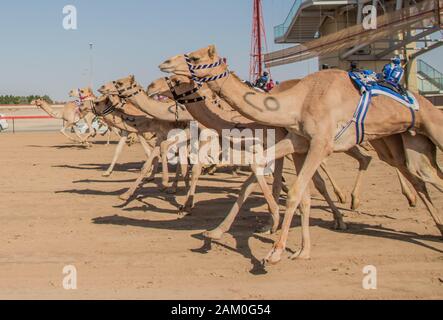 Camel Racing Dubai Al Marmoom Race Tack UAE Dubai November 2019 Stockfoto