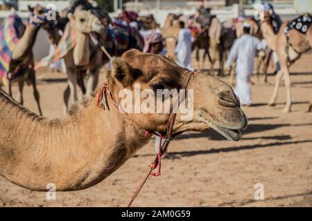 Camel Racing Dubai Al Marmoom Race Tack UAE Dubai November 2019 Stockfoto