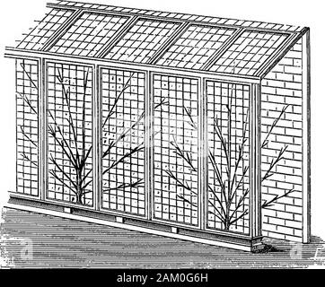 Die Pfirsiche und Nektarinen: ihre Geschichte, Sorten und Anbau. riatelycalled Pfirsich fällen. Sie sind meist errichtet gegen Wände, und inwidth von 5 ft. bis 10 ft. Über 7 ft. An der Unterseite kann als aconvenient Breite. Sie sind manchmal mit einer Reihe von bushtrees vor eingerichtet, und wenn diese niedrig gehalten Sie wenig Verletzungen an der Rückwand, und stark auf die Menge des Erzeugnisses; die Mehrheit der peachoases, jedoch lediglich inclose der Wand, schützen die blüht von thefrost, und das Wachstum der Früchte. Solchen Fällen gegen CUITTJEB TJMDER GIASS platziert. 241 flued Walla ein Stockfoto