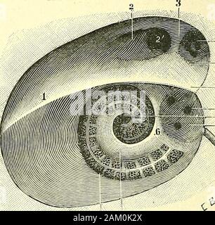 "Traité d'anatomie humaine. Abb. 462. Conduit audilif Internierten, Coupé perpendicu - lairement à Son ax pour montrer Les ori-vertretungsbüros qui se trouvent Au Fond-de-ce-Conduit (Segment antérieur De la Coupe). a, Vorraum. - B. fenêtre ovale. -C, fenêtre Ronde.-d, Caisse du tympan. - E, Sommet du Rocher. - Ich, crête falciforme du Conduit auditif Internierten. - 2, Fos-Sette antéro-Supérieure ou faciale. - 3, fossette postéro-Supérieure ou vestibulaire Supérieure, avec ses orificespour La Branche supérieure du Nerf vestibulaire. - 4, Fos-Sette antéro-inférieure ou avec Le criblespiroïde cochléenne, de la colume Stockfoto