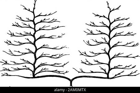 Die Pfirsiche und Nektarinen: ihre Geschichte, Sorten und Anbau. Durch Erfahrung gegründet und ist ganz allgemein in der weepingconical oder qneuoniUe Ausbildung von Birnen oder anderen Bäumen angenommen. Die dependenceof den Wald zumindest für eine Zeit die Strömung des SAP-Kontrollen und damit farfavors oder erhöht die Fruchtbarkeit. Haywarda kurvenförmige Ventilator oder horizontale Ausbildung, für die es entweder sein kann, (Abbn. 24, 25, 26 und 27), und ist auf dem Boden ofinsuring der gleichen Verteilung von SAP sowohl in ihrer Lautstärke und seine Kraft für alle Ausbildung befürwortet. 199 parta des Baumes. Die bloße diviaion des aap int Stockfoto