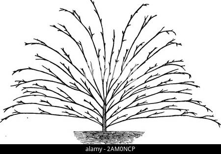 Die Pfirsiche und Nektarinen: ihre Geschichte, Sorten und Anbau. äh Bäumen. Ein weiterer Einwand, die oft gegen Seymours Methode ist der Divergenz der Seitentriebe im rechten Winkel ist zum zentralen Stammzellen gedrängt worden. Die vertikalen Schaft, die selbstverständlich ultinlately wächst in einen Kofferraum, Isvery anfällig für angemessen, die Löwen Anteil der Lieferungen, und die seitlichen^ Führer, besonders die unteren, in Schwäche oder whollyperish von dieser Abzweigung von SAP, wo es selten stark gewünscht wird. Abb. verhungert sein. 23 liefert ein Beispiel für eine einfache Möglichkeit zur Neutralisierung der forceof dieser Einwand Stockfoto