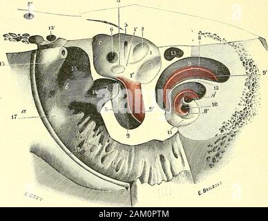 "Traité d'anatomie humaine. Abb. 458. Sommet du limaçon (grossissement dune Partie de la Abbildung Précédente). Ich coupole. - 2, lamelle - senii iiifuudibuliformc. - 3, Lamelle des conlours. - 4, lame spii-Ale (en Hesse/e], avec 4, Sohn crocIieL ou haniulus. - 5, liélicotréma. - 6., Rampe hmpauiquc. - 7, Rampe veslibulaire.. Abb. 459. Le limaçon et la Partie inférieure de Vestibül, vus après Abrieb de Leur paroi antéro - externeet du promontoire (grossissement de la Abbildung 444: se Reporter à cette Abbildung lorien Gießen-tation. ", Kabelkanal auditif Internierten. - 6, Caisse du tvmiian. -C, Vorraum. - D, limaço Stockfoto