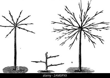 Die Pfirsiche und Nektarinen: ihre Geschichte, Sorten und Anbau. FiQ. 17. ist der Baum. Als Ergänzung zu dieser, die unteren Teile des Baumes sind oft elevatedconsiderably über die horizontale Linie ia die frühen Stadien des Wachstums. Schwein. 18. Fia. 20. Pie. 19. Dies bringt die Basis und die Mitte des Baums in einen näher approxima- tion zu einer Gleichstellung der Stärke. Das ganglion Lüfter (Schwein. 18), wie sie genannt wird, kann nur für ridertrees verwendet werden. Es ist offensichtlich, dass gleichermaßen zu den führenden Branchen ofa Baum nach unten als auch nach oben, erhebliche Erhöhung von Stammzellen zu verteilen ist 196 Pfirsich- und NECTABINE.es Stockfoto