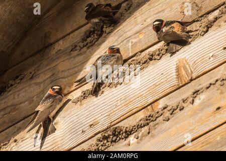 Felsschwalben Bauen Nester Stockfoto