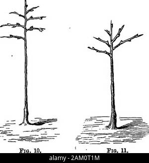 Die Pfirsiche und Nektarinen: ihre Geschichte, Sorten und Anbau. Fie. 9. Die ordnungsgemäß United, sollten vollständig gelöst werden, so dass die Rinde quitehealed erhalten können und vor dem Winter verhärtet. Bei sehr späten Knospen, aslight binden könnte auf der linken Seite werden Ihnen die notwendige Unterstützung zu geben, und auch ein Stockfoto