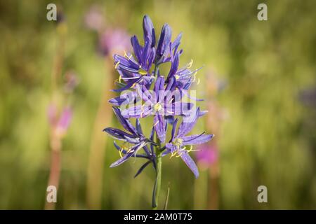 Porträt einer Camas-Blume Stockfoto