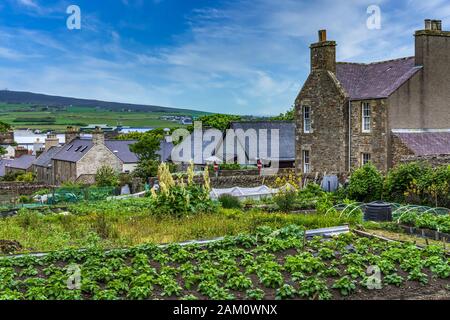 Einen kleinen Gemüsegarten in Kikrkwall, Orkney, Schottland, Großbritannien, Europa. Stockfoto