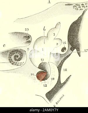 "Traité d'anatomie humaine. C. Û £ VR-oe-Fi. 4 i9.. Les parois postérieure antérieure et du Vestibül, vues sur une Coupé transversale du Rocher (grossissement de la Abbildung Précédente). Ein Segment anl (5 ricur De la Coupe. - B, segment Schlafplätze 5 Rieur. - ", Caisse du Lym]) ein. - Ein, Vorraum.e, Conduit auditif Internierten. 1, paroi antérieure du Vorraum. - 2, 2, Ampulle du Conduit demi-circulaire externe. -. 3, 3, Ampulle du conduitdemi-circulaire supérieur. - 4, paroi postérieure du Vorraum. - Ii.Drossel commun aux Deux canaux demi-circulairessupérieur et postérieur. - C, Drossel nicht arapullairc du cana Stockfoto