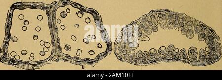 Milch und seinen Produkten und eine Abhandlung über die Natur und die Eigenschaften der Milch und der Herstellung von Butter und Käse. Er Hohlraum von thefollicles durch Osmose oder transudation. Der Hohlraum der Follikel mit epithelialcells ausgekleidet ist, dass während der Stillzeit mit proto gefüllt sind - keimplasma und sind in der Lage, schnelle Vermehrung, Wachstum und Verfall, zugleich, dassdie Zeit Zelle Inhalt sind einem raschen und umfang- reichen Änderungen. Die Sekretion von Milch - Die Milch wird vonder Blut gebildet, zum Teil von der transudation des bloodserum direkt in den Hohlraum der Milch Follikel, und Teil Stockfoto