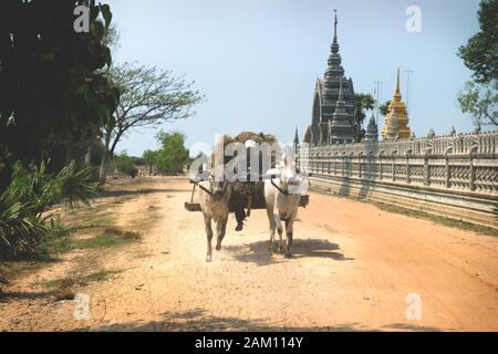 Sangkat Krabei Riel, Provinz Siem Reap, Kambodscha - 4. April 2013: Ochsenkarren in Staub mit lokalem Mann und Heu auf sonniger Straße vor dem Tempel Wat Krabi Ri Stockfoto