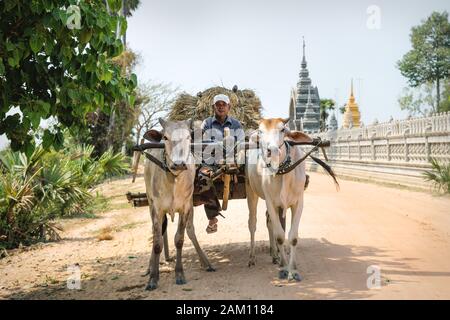 Sangkat Krabei Riel, Provinz Siem Reap, Kambodscha - 4. April 2013: Ochsenkarren mit lokalem Mann und Heu auf sonniger Straße vor dem Tempel Wat Krabi Riel Pagod Stockfoto