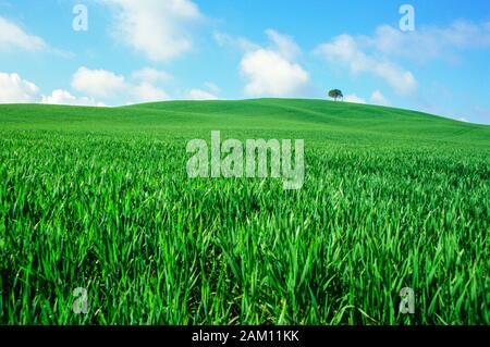 Eine Feder Weizenfeld außerhalb von Siena, Italien (Toskana). Stockfoto