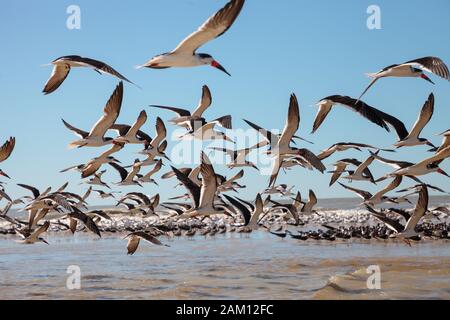 Fliegende schwarze Skimmerternen Rynchops niger über das Wasser des Clam Pass in Neapel, Florida. Stockfoto