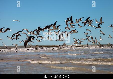 Fliegende schwarze Skimmerternen Rynchops niger über das Wasser des Clam Pass in Neapel, Florida. Stockfoto