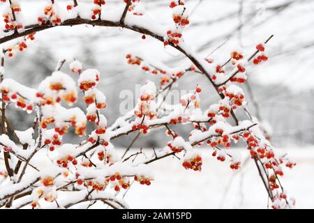 Gefrorene Beeren auf einem verschneiten Ast im Winter in New Hampshire. Stockfoto