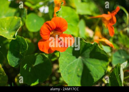 Blatt Tropaeolum majus (Garten-Nasturtium, indische Kress oder mönche Kreß) ist eine Art der blühenden Pflanze in der Familie Tropaeolaceae. Blume und hol Stockfoto