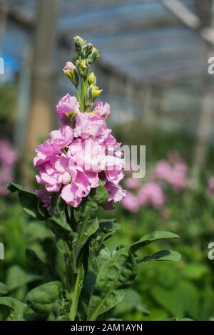 Einzelne isolierte Drachenblume mit pinkfarbenem Schnappverschluss Stockfoto