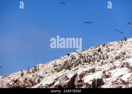 Große Gruppe von Pinguinen steht auf einem Felsen, Ballestas-Inseln, Paracas-Naturreservat, Peru, Lateinamerika. Vögel fliegen am blauen Himmel. Stockfoto