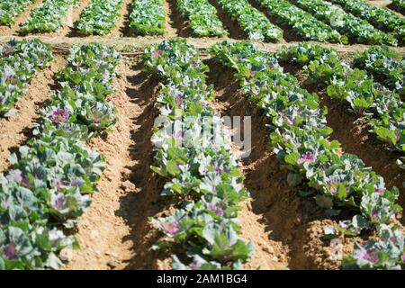 Gemüsegarten mit Rosenkohl in Reihen gepflanzt. Stockfoto