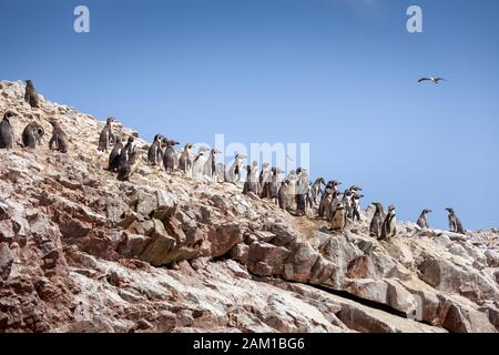 Eine große Gruppe von Pinguinen steht auf einem Felsen, Ballestas-Inseln, Paracas-Naturreservat, Peru, Lateinamerika. Stockfoto