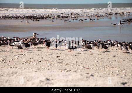 Nistende schwarze Skimmerternen Rynchops niger auf dem weißen Sand des Clam Pass in Neapel, Florida. Stockfoto