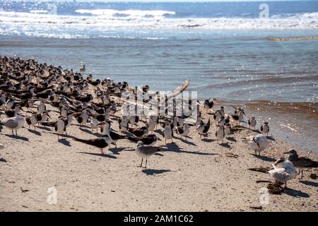 Nistende schwarze Skimmerternen Rynchops niger auf dem weißen Sand des Clam Pass in Neapel, Florida. Stockfoto