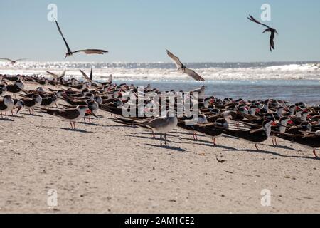 Nistende schwarze Skimmerternen Rynchops niger auf dem weißen Sand des Clam Pass in Neapel, Florida. Stockfoto