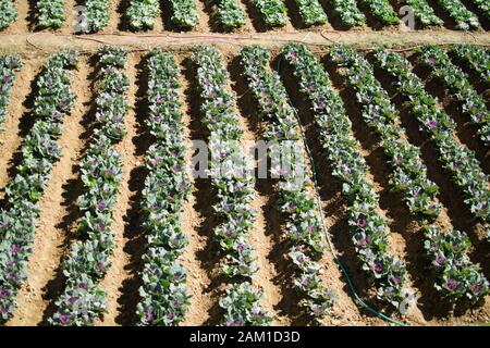 Gemüsegarten mit Rosenkohl in Reihen gepflanzt. Stockfoto