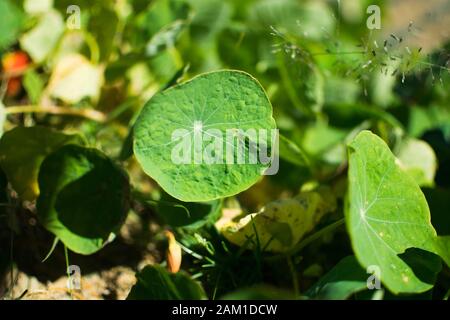 Blatt Tropaeolum majus (Garten-Nasturtium, indische Kress oder mönche Kreß) ist eine Art der blühenden Pflanze in der Familie Tropaeolaceae. Blume und hol Stockfoto