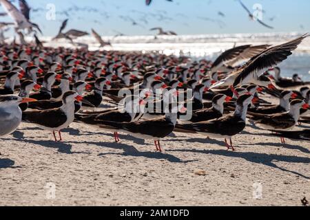 Nistende schwarze Skimmerternen Rynchops niger auf dem weißen Sand des Clam Pass in Neapel, Florida. Stockfoto