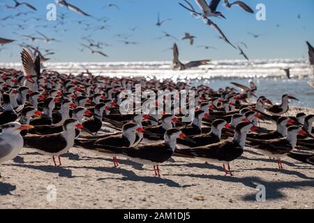 Nistende schwarze Skimmerternen Rynchops niger auf dem weißen Sand des Clam Pass in Neapel, Florida. Stockfoto