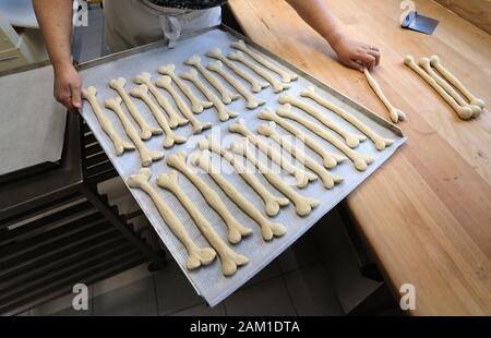 Irsee, Deutschland. 08 Jan, 2020. Annette Kuri, Bäckerei Assistant, hält ein Backblech mit Lauge Gebäck in der Bäckerei von einer Bäckerei in der Form eines Knochens. Die Bäckerei ist in der Nähe von dem Ort, wo die Gebeine der Primas Udo, die etwa 11,6 Millionen Jahre alt sind, gefunden wurden. (Dpa: "Nachrichten von den Great Ape Udo - Die Primaten sind jetzt verfügbar als Brezeln') Credit: Karl-Josef Hildenbrand/dpa/Alamy leben Nachrichten Stockfoto