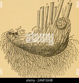 Ein Lehrbuch der organischen Materia medica: bestehend aus einer Beschreibung der pflanzlichen und tierischen Drogen der Britischen Arzneibuch mit anderen nicht-offiziellen Arzneimittel. Asien, Indien, Nord- und Südafrika, die gemäßigten Teile der Vereinigten Staaten und theAndes von Südamerika. Offizielle Teil. Dabei werden der Name und die Filix-Mas: - Die rhizomewith die dauerhaften Grundlagen Der blattstiele. Filix-Mas. Männlicher Farn. Sammlung und Konservierung. - Es richtet sich an collectedlate im Herbst werden, veräussert der Skalen, Wurzeln {Abb. 56), Andall tot Portionen, und vorsichtig mit einem sanften Wärme getrocknet. Es ist auch offiziell Sta Stockfoto