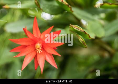 Schöne sternrote Blume Stockfoto