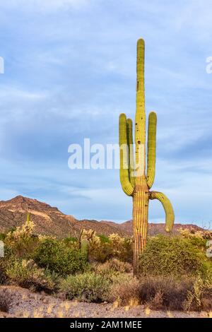 Ein majestätischer Saguaro Kaktus steht hoch in der Wüstenlandschaft des Usery Mountain Park in Phoenix, Arizona, USA Stockfoto