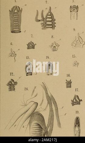 DrH. GBronn der Klassen und Ordnungen des Thier-Reichs: wissenchaftlich dargestellt in Wort und Bild. ist Prasinus-von-hinten. 20. Von Psammophis Kehlkopfknorpel monilifer, an den Seiten aufgeschnitten. 21. Kehlkopf Knorpel von Dendrophis cliaetulla, hinten aufgeschnitten. 22. Von kehlkopfknorpel Homalopsis vre, vorn geöffnet. 22^Kehlkopf Knorpel mit dem eigentlichen Diktator von Python bivittatus, vordere Ansicht. 23. Sterben präparirten Knorpel von Boa constrictor von vorn. 24. Kehlkopf Knorpel von Dryophis Prasinus von vorn. 25. Kehlkopf von Herpetodryas carinata, Profil. 26. Präparirte Kehlkopf Stockfoto