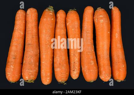 Draufsicht über rohe frische Karotten in einer Reihe auf dunklem Hintergrund Stockfoto