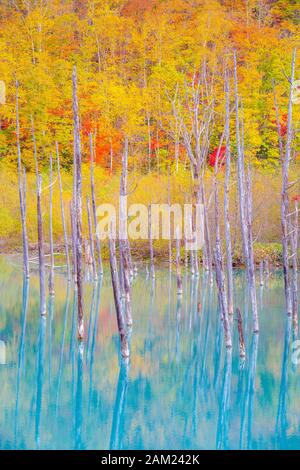 Blauer Teich von Biei, Hokkaido, im Herbst Stockfoto