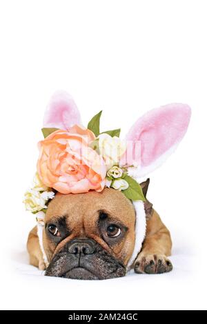 Süßer französischer Bulldogghund aus osterhase, der auf dem Boden liegt und mit Pony und Rosen bekleidet ist, Blumenrabbinen Kopfband Kostüm Stockfoto