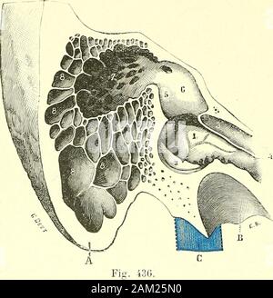 "Traité d'anatomie humaine. tout opposée: Elles sallongent parallèlement aux parois de la Grande cavité Centrale. 2 Rapporten. - Les cavités mastoïdiennes présentent des mehrfachrapport importants, intéressant principalement le Chirurgien. - En Avant, Elles répondent aufeinanderfolgenden- ment aux canaux demi-Circulaires à la Caisse du Tympan, au nerf Gesichtsbehandlung (Abb. 417,11), à-la paroi postérieure du Conduit auditif externe. - En Haut, Elles sind séparéesde La cavité crânienne par une Mince lame de Tissu, kompakt, qui fait Partie de laface antérieure et du Nivernais supérieur du Rocher. - En Bas, Elles répondent à larai Stockfoto