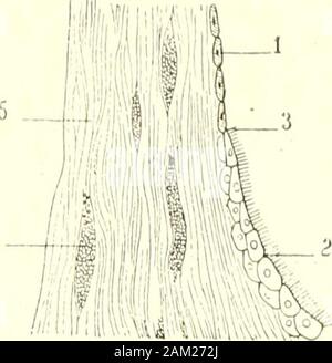 "Traité d'anatomie humaine. * Bild. 433. Struktur de la muqueuse tympaniquc.. A.-Coupé à Travers La imiqueiiso de la paroi labyrinlhiquo de la Caisse du Li | iau Dun (adidlc daprès Bhinner). - 1. Épitliélium à cils vibratiles. - 2, cellules basales. - 3, lissu conjonclif Tun la Muqueuse. B.-Coupe de la Folie du tunpan. au niveau du bourrelet annulaire (DAI) rès Brinnkh). - 1, épitli (liuni Plat dela Couche muqueuse de la Folie du txnipan. 2. tpithélium Bas à cils Il] bourrelet annulaire ialilos du. - 3, limiteentre les deux Formes dépithélium. - Ich, Libres, Circulaires^ ues de Coupé. - Stockfoto