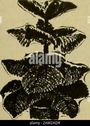 Die amerikanische Florist: Eine wöchentliche Zeitschrift für den Handel. tic & Ältesten rosa Pompon (oder 1912. Aus 2 Töpfen. $ 2,00 pro zehn; $ 1.5.00 Pro 100. ChrySOlora, von 2-Töpfe, $ 5,00 pro 100; $ 45,00 pro 1000. Wir haben noch Anemonen. Pompons, Singles. Ausstellungen. ELyER D. SMITH & Co., ^^i^erwähnen die Amerikanische Florist wifn schreiben Rose lieferbar Sunburst 3-Zoll Lager, $ 30,00 pro 100. Rosa Killarney, meine Mary-land, Weiß KiUarneyand Melodie 3-Zoll lieferbar, $ 8,00 pro 100. Spezielle Rosa Killarney 4 Zoll, 10,00 $ - Pro 100. Lady Hillin^A Don splendid Menge 4-Zoll Pflanzen, $ 15,00 pro 100. Diese Rosen sind nicht ov abgeholt Stockfoto