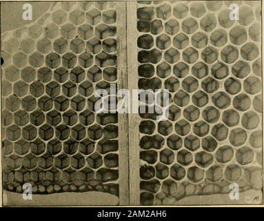 Nachlese in Biene Kultur. Abb. 2. - Rundschreiben CELLSThe länglich-attachment Zellen ähnlich der Soap-bubbleforms in Abb. 1 gezeigt. 3. Abb. 1.- RAND DER WABEN GEBAUT NEXTTO GLAS - vergrößerte Ansicht. Die Zellen sind teils bebaut mit Honig. Diese illus- zeigt, dass die Zellen nicht gerade und horizontal, aber gekrümmt und schräg nach oben. Die Eignung der Fatting - coopis bestätigt.- (Jlieshire. Auf der inneren Seite des eightplates Futter im unteren Bereich der theabdomen sind rund 140.000 Drüsen (Cheshire), aus denen thewax als weiße Flüssigkeit whichhardens issecreted, die auf die Exposition mit der Luft. Wenn fir Stockfoto