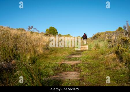 Wander-Pouakai-Rundstrecke mit Stufen zur Pouakai-Hütte im Egmont-Nationalpark Stockfoto