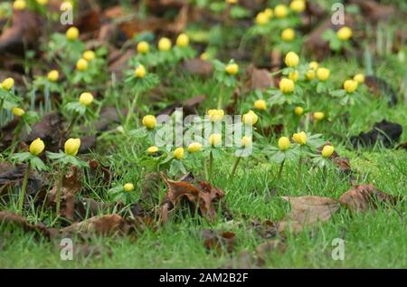 Der hübsche Winter Aconite, Erantthis Hyemalis, wächst an einem regnerischen Tag unter Bäumen in einem Waldgebiet in Großbritannien. Stockfoto